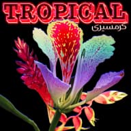 Pochette de Tropical