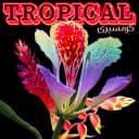 Pochette de Tropical