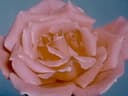 Blossom, vidéo de Gaouta
